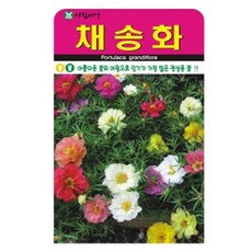 채송화 씨앗 (합 1500립) 관상용 야생화 꽃씨 종자