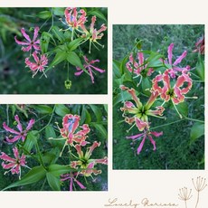[園藝植作] 辛巴威國花 - 嘉蘭百合 火焰百合 塊莖販售 丨觀賞花丨【咕米魔法屋】, 紅粉色,小尺寸(3-5cm左右)