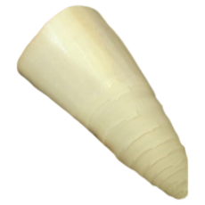 桶筍 麻竹筍 600克, 300g, 1個