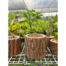 霏霏園藝白水木圓葉品種 如蓮花般綻放 特價1200元 為居家空間增添清新美感, 1個, 7-8盆木頭盆1200元