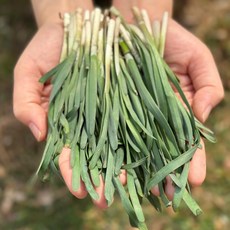 경남일대 남해 고성 초벌부추 300g 500g 약부추, 1개