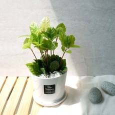 플랜트스토리 실내공기정화식물 스노우화이트 중형 도자기 화분, 1개, 산호수