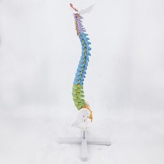 척추모형 경추 요추 대학교 관절 뼈 과학실 골반 해부학, C. 좌식 85cm 컬러 척추 대퇴골두 없음