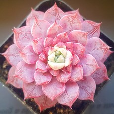 내맘대로골라 다육이 다육식물, 27번-  한아름, 1개