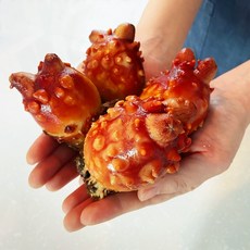 신선한 통영 제철 활 멍게 손질 깐멍게 자연산 돌멍게 산지직송, 활멍게 1kg, 1개