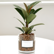 피오그린 천연 가습기 원통유리 하이드로볼 수경세트 공기정화식물 거실인테리어, 1개, 2 고무나무