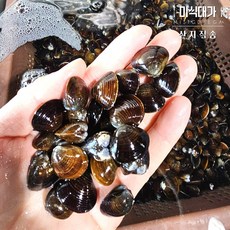 국내산 활 재첩 생재첩, 1개, 4kg