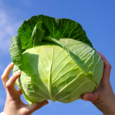 [전국특가] 아삭사각 국내산 양배추 무안 해남 산지직송, 1박스, 1.5kg