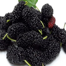 특품 햇 과상오디 5kg 10kg 맛있는 냉동오디 에어세척완료 선물용, 1박스