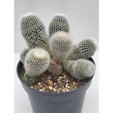 [가람다육] 소정 선인장, 1개, 소정2