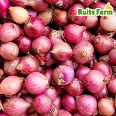 [루츠팜] 중국 샬롯 1kg 중국샬롯 험댕 미니양파 shallot 모충, 1개