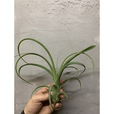 空氣鳳梨 花中花X電捲（Curly Slim), 1個, 小(圖二、三)