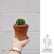 아기자기한 미니 화분 3종 금호 생선뼈 축전 - 더티빈티지 토분S, 금호(받침포함), 1개