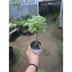 [근이네식물원] 토피어리 장미허브/외목대, 1개