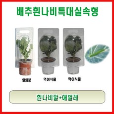 생물농장 배추흰나비 특대 실속형
