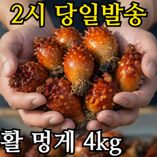 국산 통영 활멍게 동해 멍게 뿔멍게 참멍게, 1개, 활멍게 4kg 20-40미