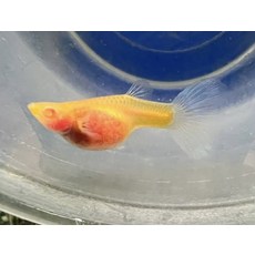 色彩鮮豔體態豐滿孔雀魚 新手友善易飼養 為水族箱增添活力, 1個, 500ml