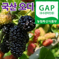 [단하루특가] 토종 햇 오디 농장직송, 1박스, 2kg_국산 오디