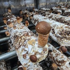 국산 못난이 참송이버섯 1+1 총 1kg