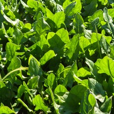 남해시금치500g_공급 (Araium)