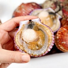 달큰한 맛 산지 직송 통영 홍가리비, 1개, 3kg