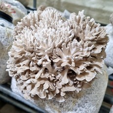 친환경 생잎새버섯 GAP인증 명인 특허받은 무농약 버섯 6시 내고향 잎새버섯, 1kg, 1박스, 잎새버섯 1kg