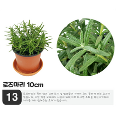 미스터허브 구문초 로즈제라늄 제라늄 모기퇴치식물 허브키우기, 13_로즈마리, 1개