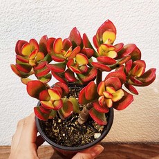 [다봉스] 부와풍요를 부르는 염좌 소품 키우기쉬운 다육식물 돈나무 다육이 9cm포트 1개