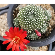 팅커벨 레드파이3년생 실생, 1개