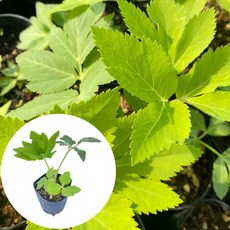 새마을총각 참당귀모종 컵포트 약재모종, 1개