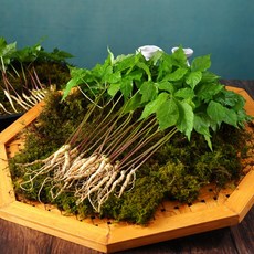 새싹향기농장 GAP인증받은 새싹삼 새싹인삼, 한잎 100뿌리, 1박스, 1g