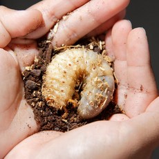 3령 장수풍뎅이애벌레 장수풍뎅이 유충 장수풍뎅이 번데기., 1세트, 참나무발효톱밥1L