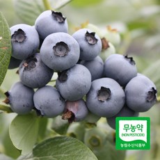 세모농 친환경 국산 무농약 생 블루베리 생과 프리미엄, 3개, 무농약 블루베리 상 100g