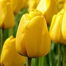 [나은식물원]14.[튤립 모종] 골든 아펠돈-10cm 2포트