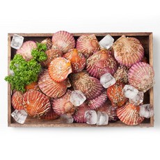 남해촌놈들 국내산 홍가리비, 1개, 2kg