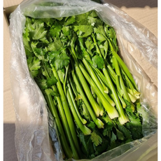 국내산 유기농 샐러리 녹즙용 당일수확 농장직송 셀러리 친환경 1kg, 1개