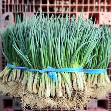 싱싱함이 살아있는 흙쪽파, 1박스