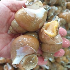 동해안 자연산 활 백골뱅이, 활 백골뱅이 1kg 중 (25-35미), 1세트