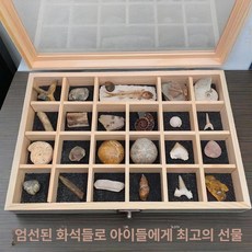 올원픽 화석 수집품 표본 삼엽충 고생물학 장식품, 1개, 24칸 오르도비스기 - 제4기, 기본 젖꼭지 단계