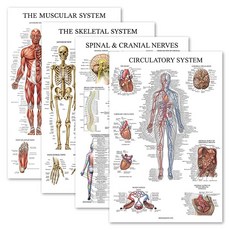 4팩 - 해부학적 포스터 세트 - 라미네이트 - 근육 골격 순환 시스템 - 해부학 차트 세트 (라미네이트 45.7cm x 68.6cm)