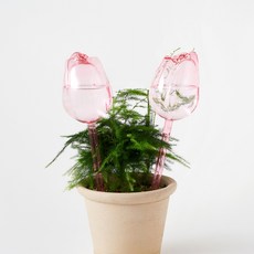 퓨어베어스마켓 튤립 화분 급수기 식물 물주기, 핑크, 4개