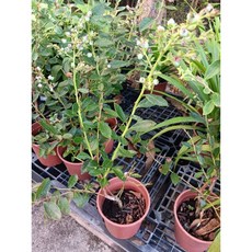 莓果盆栽組合 (藍莓、黑莓、覆盆子), 1個, 4年樹藍莓盆栽