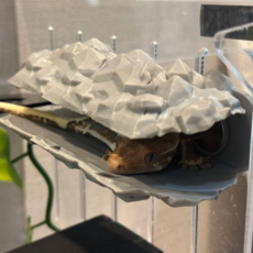 테라돔 도마뱀 안식처, 1개