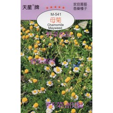 天星牌 母菊 Chamomile Mayweed 德國洋甘菊 種子 - 野菜部屋 S06 原包裝進口, 1包