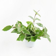 갑조네 호야(소품) 실내 인테리어식물, 2개