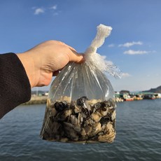 당일조업 통영 최상급 생굴, 1개, 2kg