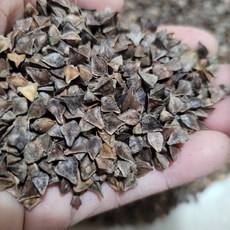 [국산 통메밀] 겉메밀 안깐메밀 흙사랑농장 모이랑, 2kg, 1개