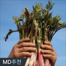 삼시세끼연구소 더 부드러운 강원도 땅두릅 눈꽃땅두릅 봄나물, 1박스, 250g
