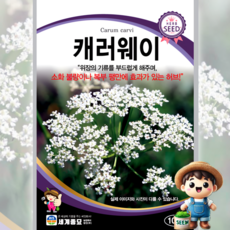 캐러웨이 100립 일반종 식용꽃 허브 꽃씨 씨앗 종자 세계, 1개