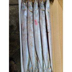 [삼성씨푸드] 세네갈 갈치 1박스 8kg 식당용 가정용 도매, 1개, 세네갈 갈치 400/500 8kg